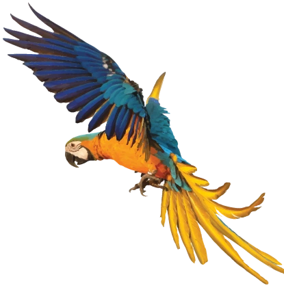 BOCAGRANDE decoration 1